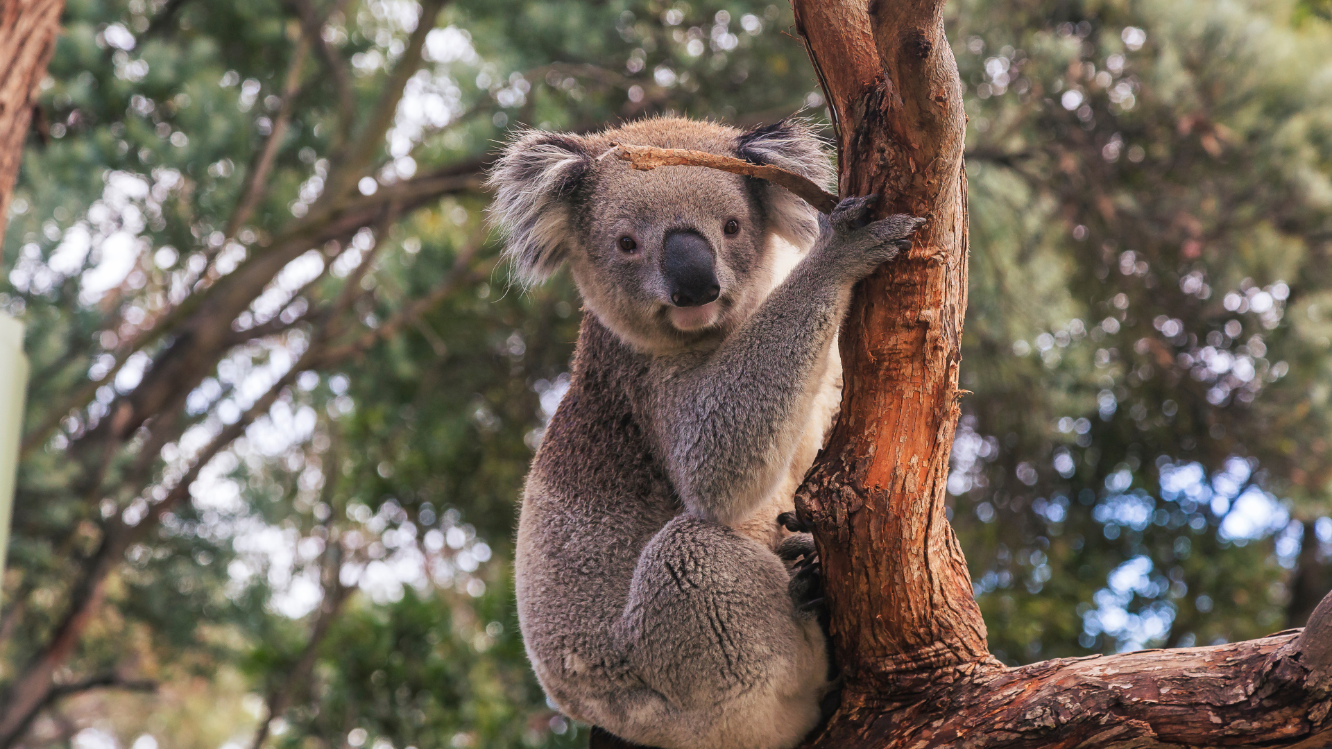Koala in Great Otway National Park Koala in tree