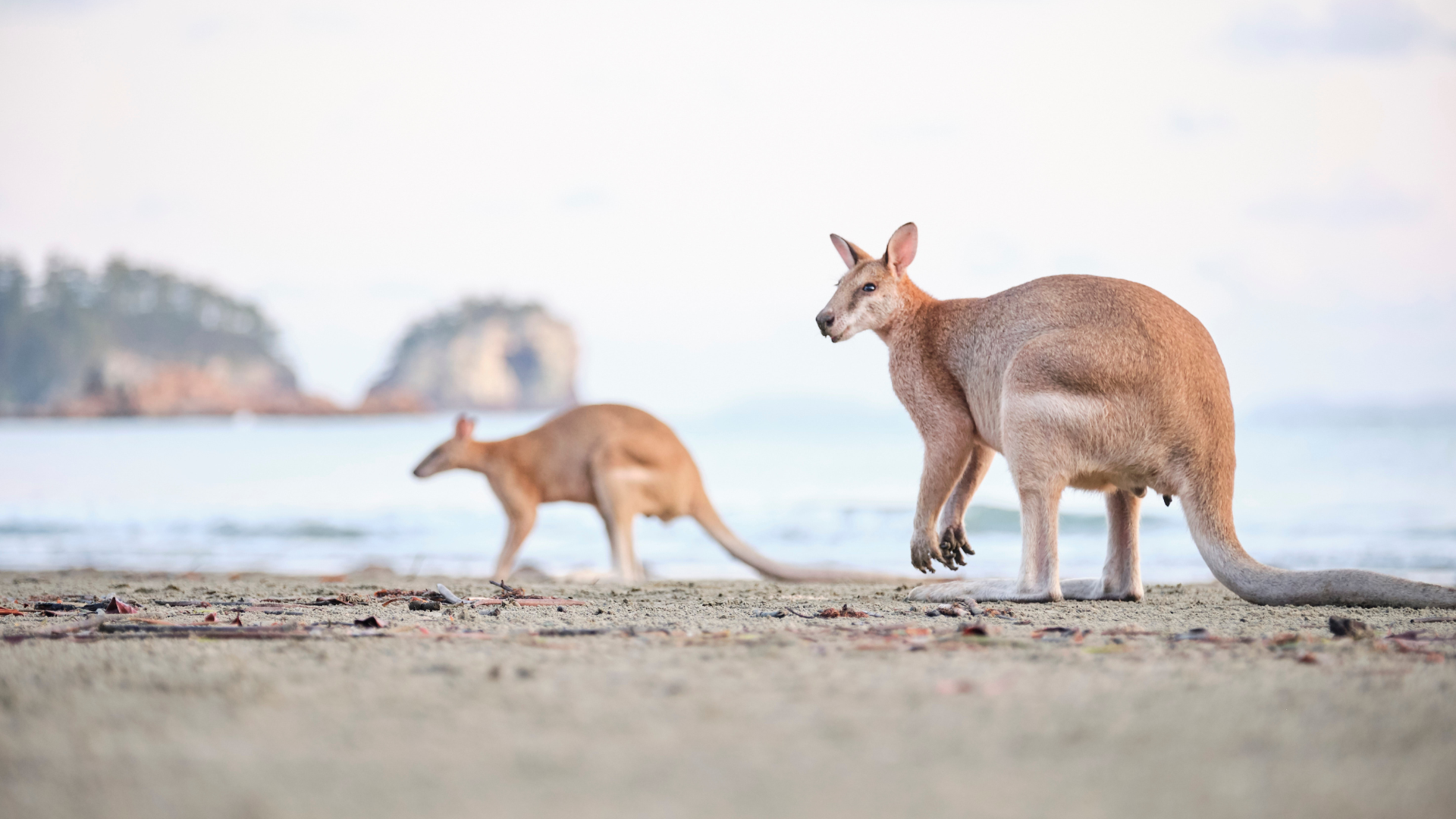 Kangaroos on Beach Kangaroos on Beach