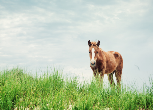 A wild horse grazing on Sable Island near Nova Scotia, Canada