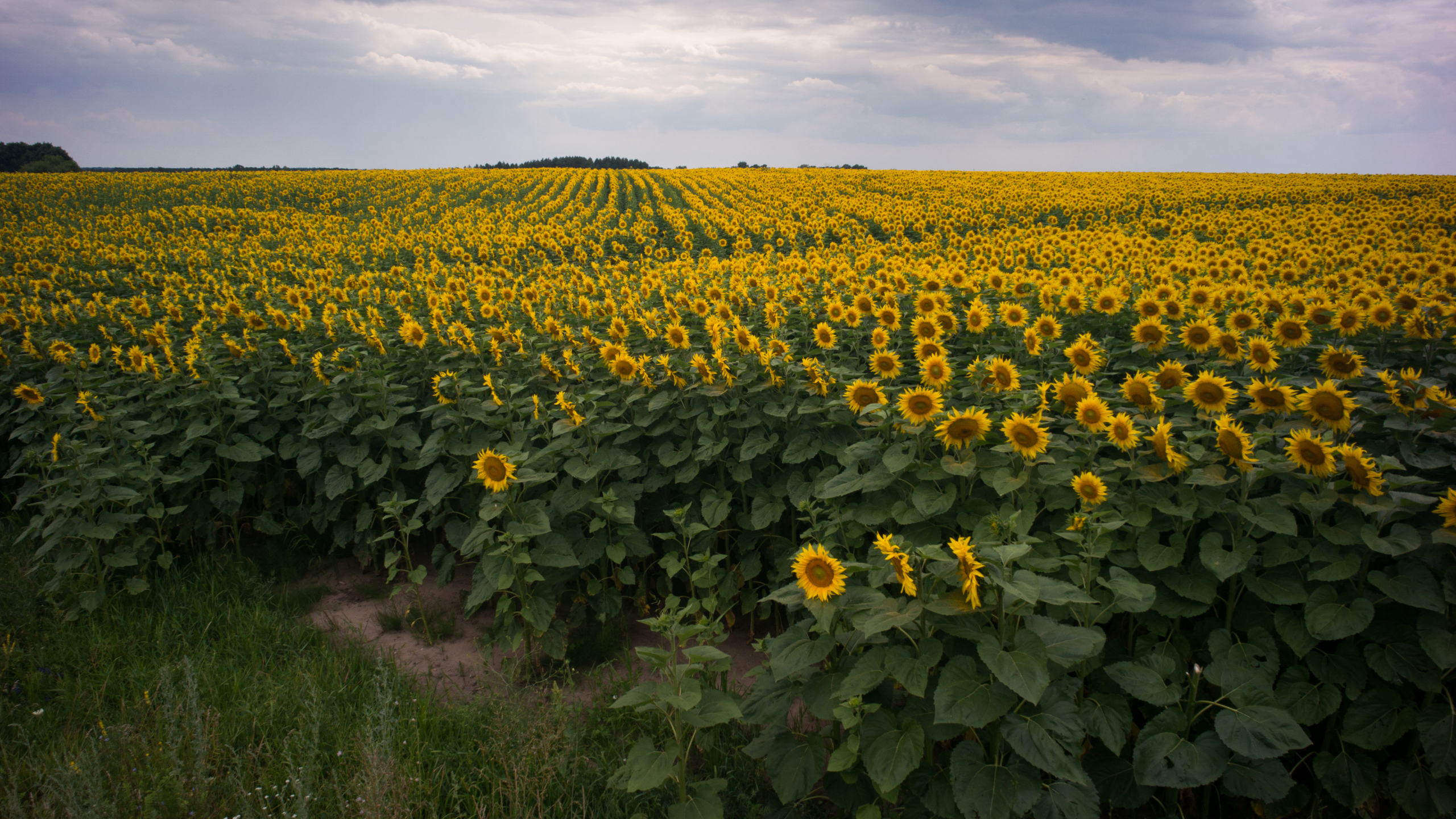 Sunflower Fields are an iconic part of Ukrainian Culture