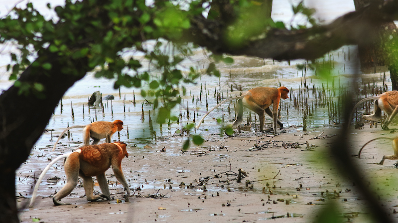 Monkeys explore Sarawak coastline