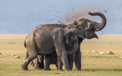 National Parks in India