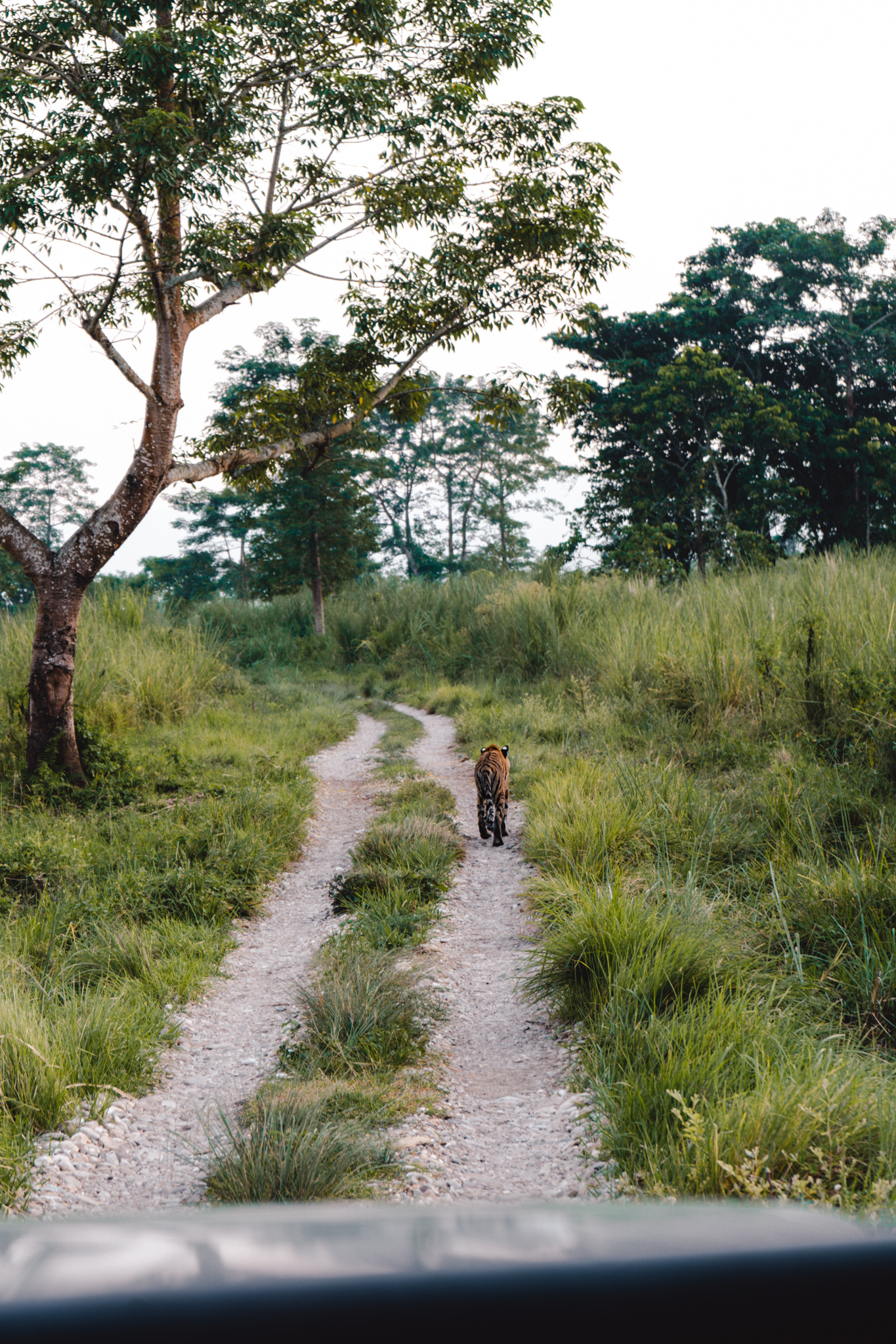 Observing Wildlife during an ethical safari experience
