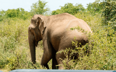 The Importance of Ethical Safaris