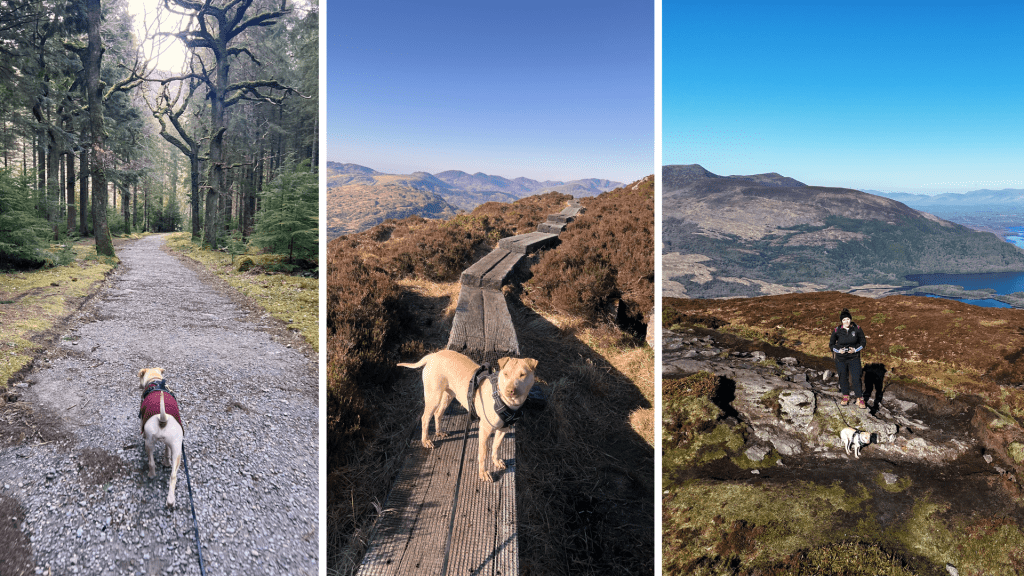 Dog Friendly Hike Solo Female Travel Itinerary Killarney National Park