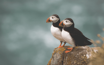Puffins in Ireland: Complete Guide for Spotting the Beloved Seabirds