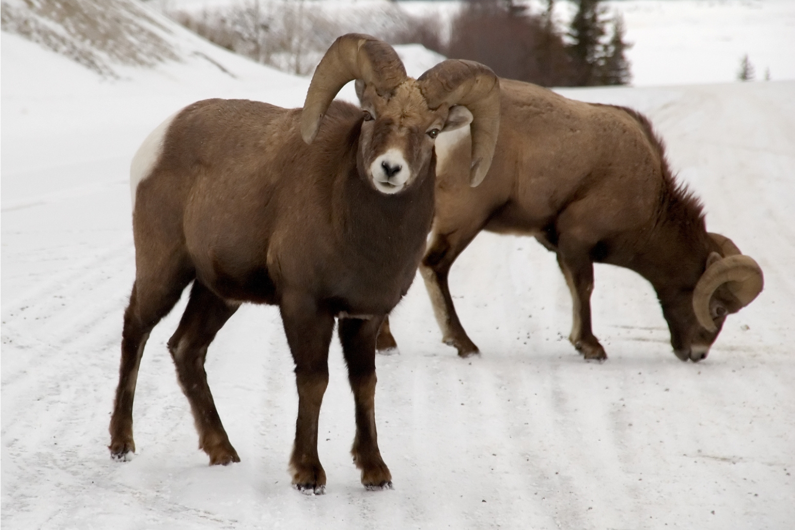 Two bighorn sheep graze in winter in Canada