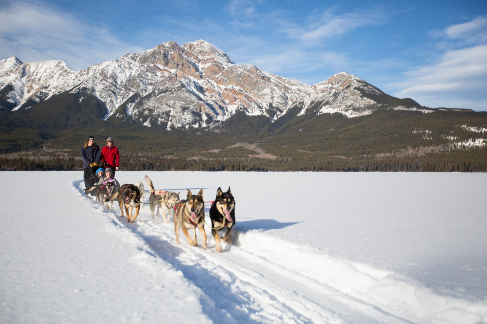 A dog sledding team crosses the snow in the Canadian Rockies