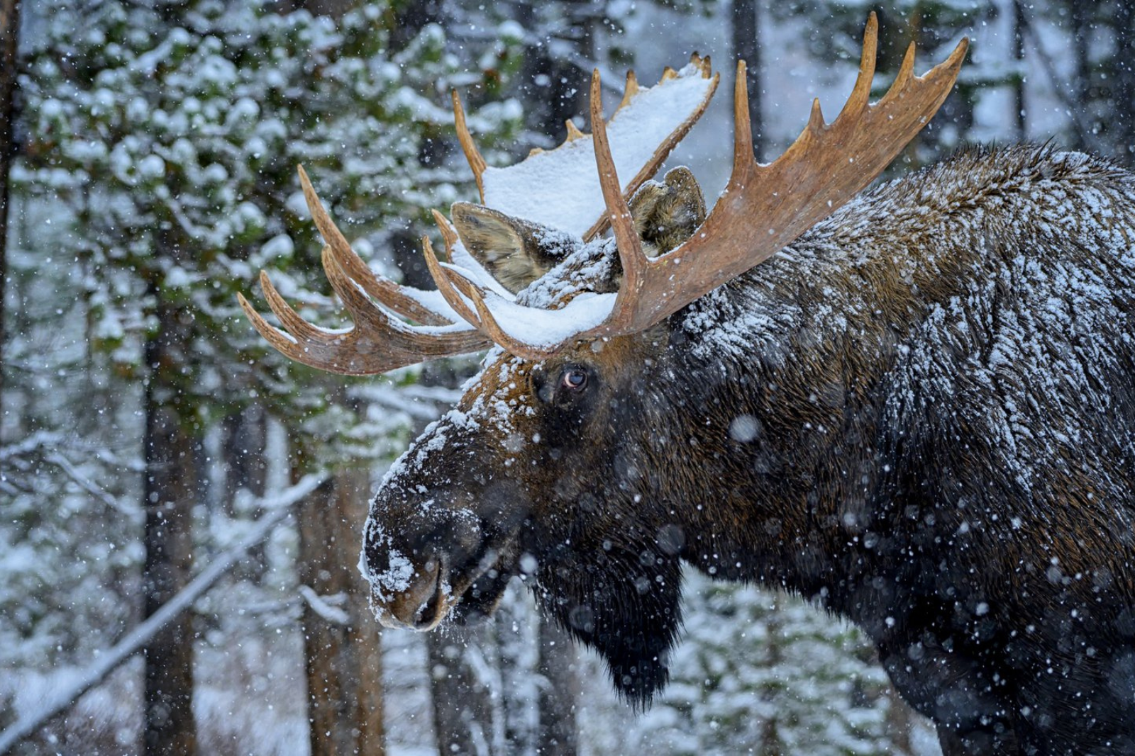A large moose in the snow in Jasper Canada